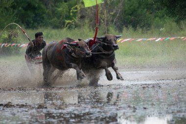 Buffalo Chon Buri, Tayland, Thailand yarış