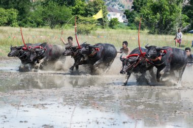 Buffalo Chon Buri, Tayland, Thailand yarış