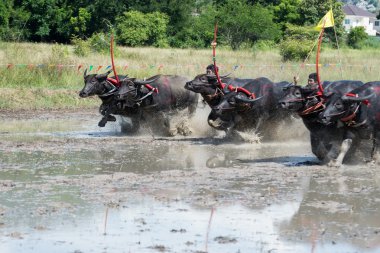 Buffalo Chon Buri, Tayland, Thailand yarış