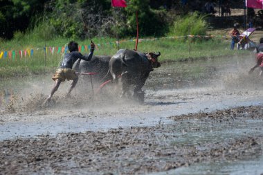 Buffalo Chon Buri, Tayland, Thailand yarış
