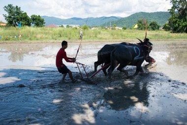 Buffalo Chon Buri, Tayland, Thailand yarış