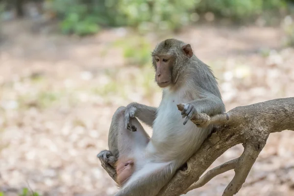 Monkey.Monkey 자연에 살고입니다. 원숭이 나무에. — 스톡 사진