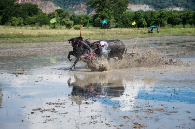 Buffalo Chon Buri, Tayland, Thailand yarış