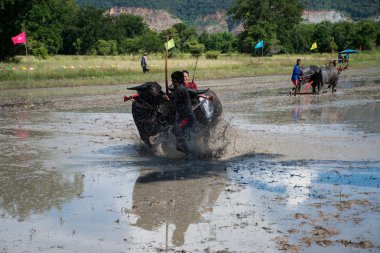 Buffalo Chon Buri, Tayland, Thailand yarış
