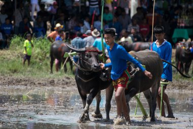 Buffalo Chon Buri, Tayland, Thailand yarış