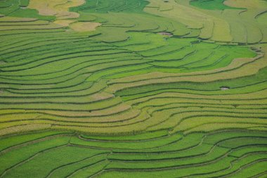 Mu Chang Chai pirinç Teras