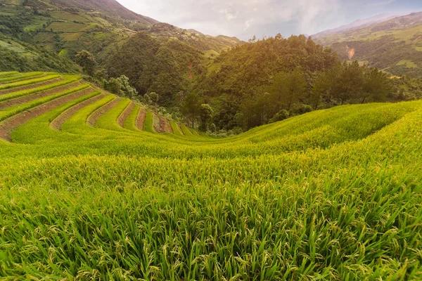 MU Чанг Chai рисові тераси — стокове фото