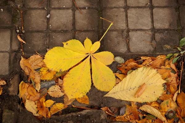 Etude d'automne avec feuilles de châtaignier — Photo