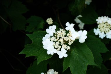 Bir ağaç üzerinde beyaz bahar çiçekleri