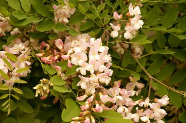 Yoğun çiçek açması akasya dallarında