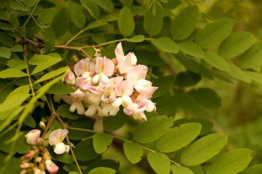 Yoğun çiçek açması akasya dallarında