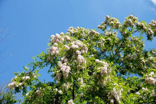 密集花アカシアの枝 — ストック写真