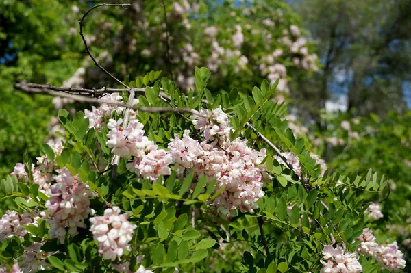 密集花アカシアの枝 — ストック写真