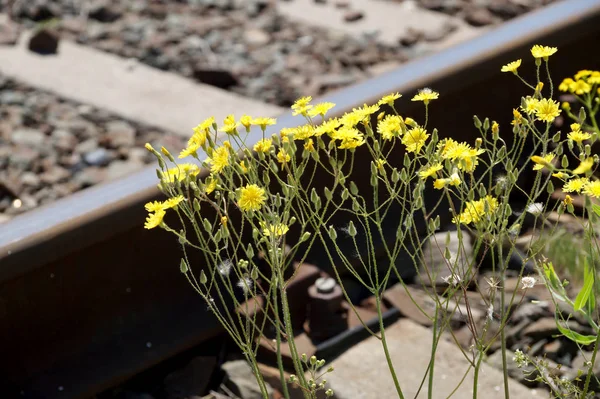 Fleurs jaunes de printemps sur le chemin de fer — Photo