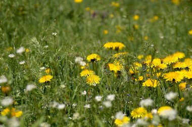 Dandelions çiçek çiçekler