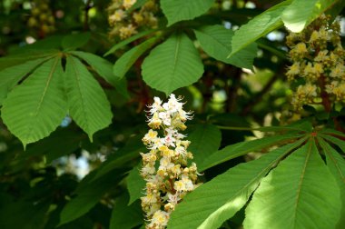 Ağaç çiçek parkta bir kestane ağacı