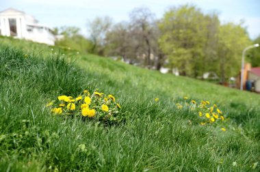 Dandelions Şehir Parkı içinde bir çimenlikte