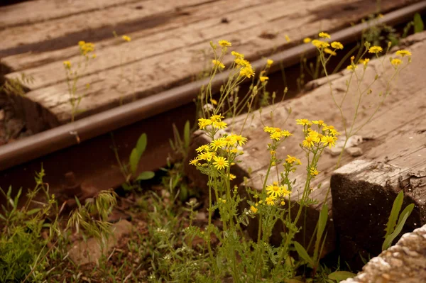 Květiny žluté jaro na železnici — Stock fotografie