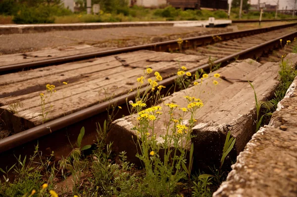 Květiny žluté jaro na železnici — Stock fotografie