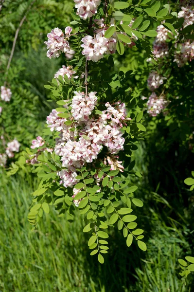 Tiheästi kukkivan akaasian oksat — kuvapankkivalokuva