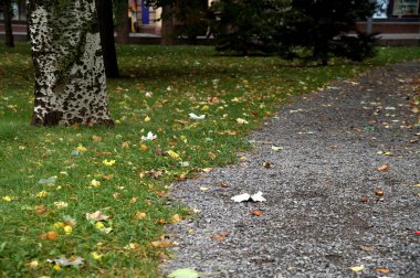 Patikada kestane ağacının düşmüş meyvesi