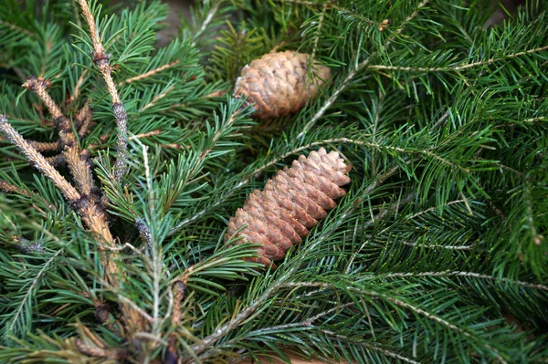 Cones de abeto em ramos de abeto — Fotografia de Stock