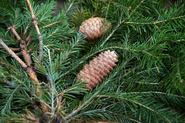 Fir cones on fir-tree branches — Stock Photo, Image