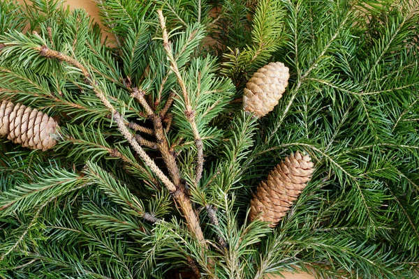 Fir cones on fir-tree branches — Stock Photo, Image