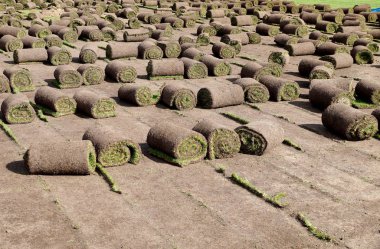Çim Stadı'nda toplu bir çim döşeme