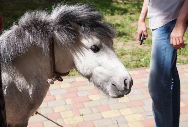 Head of a pony which drew attention of tourists