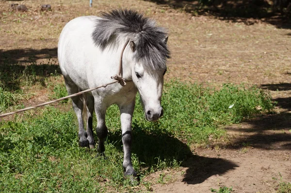 Pony is grazed on tourist base — Stock Photo, Image
