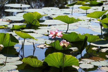 Bir sel düz Volga Nehri'nin gölde sahada nilüferler