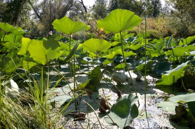 Lotus Volga RI bir sel düz nilüferler alan bırakır