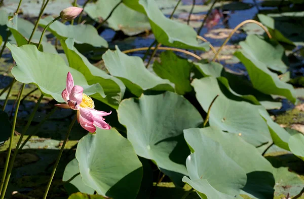 Flor de loto en el lago en una llanura inundable del río Volga —  Fotos de Stock