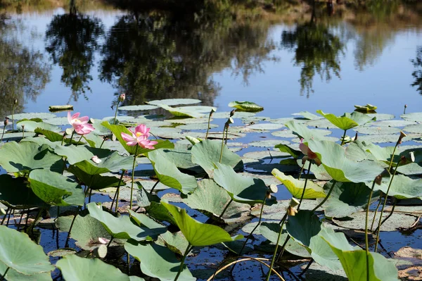 Campo Lotuses en el lago en una llanura de inundación del río Volga —  Fotos de Stock