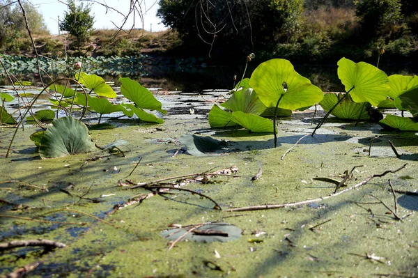 Hojas de loto en un campo de lotos en una llanura inundable del Volga Ri —  Fotos de Stock