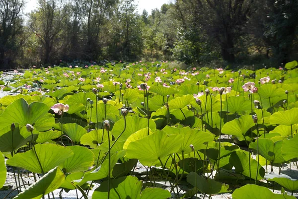 Campo Lotuses en el lago en una llanura de inundación del río Volga —  Fotos de Stock