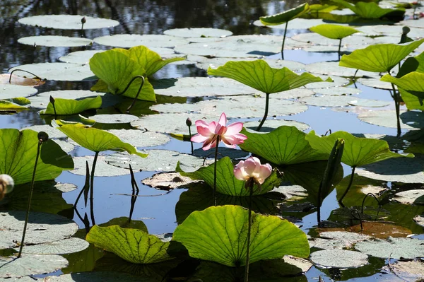 Bir sel düz Volga Nehri'nin gölde sahada nilüferler
