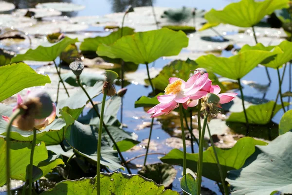 ヴォルガ川の洪水平野の湖の蓮の花 — ストック写真