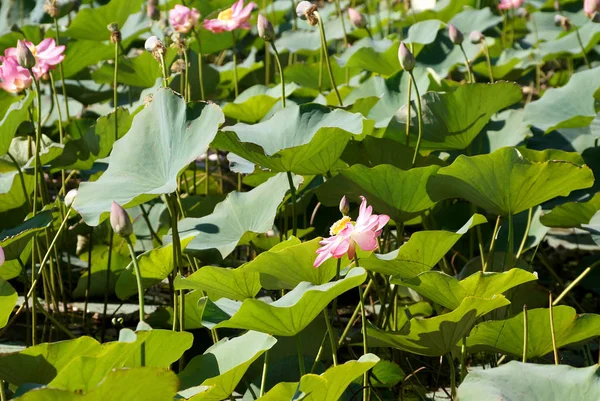 ヴォルガ川の洪水平野の湖の蓮の花 — ストック写真