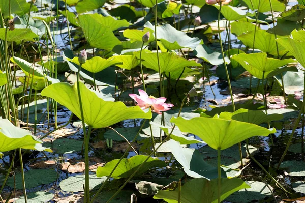 Flor de loto en el lago en una llanura inundable del río Volga —  Fotos de Stock