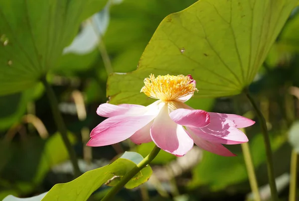 ヴォルガ川の洪水平野の湖の蓮の花 — ストック写真