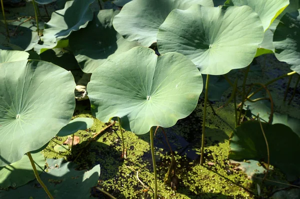 Hojas de loto en un campo de lotos en una llanura inundable del Volga Ri —  Fotos de Stock