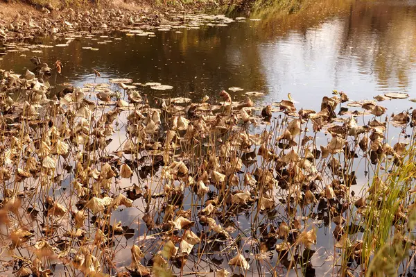 Vertrocknete Lotusblüten verblassten in einem kleinen Reservoir — Stockfoto