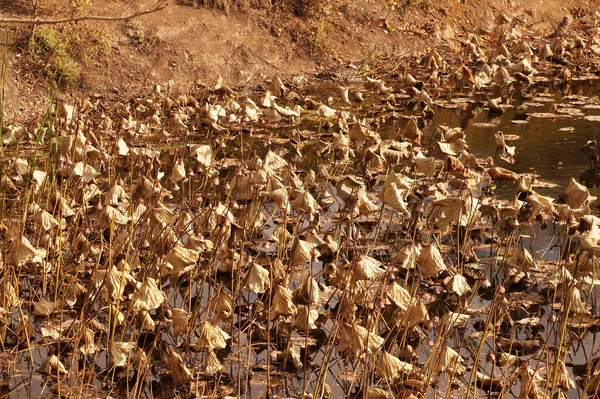 Vertrocknete Lotusblüten verblassten in einem kleinen Reservoir — Stockfoto