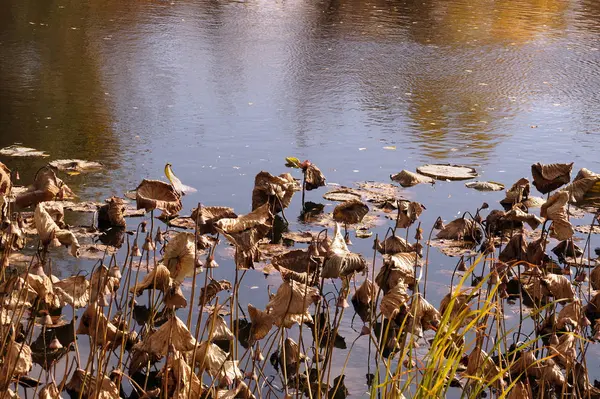 Vertrocknete Lotusblüten verblassten in einem kleinen Reservoir — Stockfoto