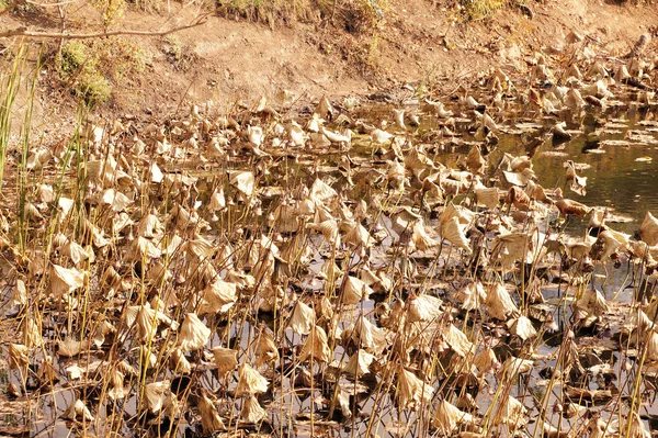 Vertrocknete Lotusblüten verblassten in einem kleinen Reservoir — Stockfoto