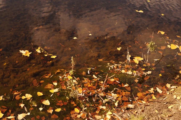 Herbstetüde mit den herabgefallenen gelben Blättern auf dem Wasser — Stockfoto