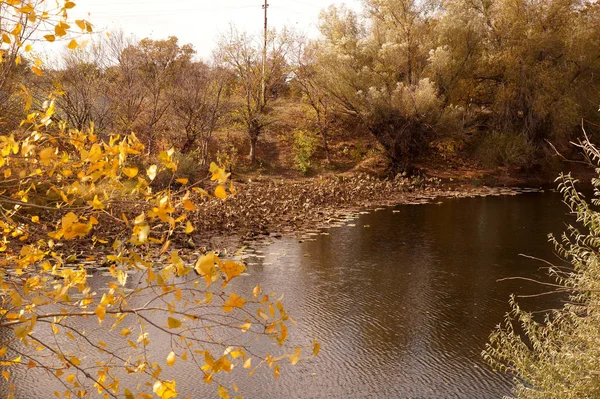 Vertrocknete Lotusblüten verblassten in einem kleinen Reservoir — Stockfoto