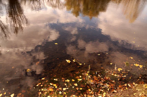 Efteråret etude med de nedfaldne gule blade på et vand - Stock-foto